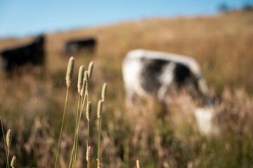 beef cows and cattle grazing on sustainable managed grasses on a farm holding microorganisms...