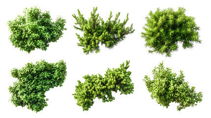 Obraz premium Creeping Juniper Set: Versatile Low-Growing and Hardy Plants Isolated on White Background