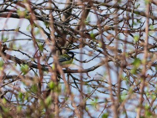 Bird blue tit sings a song among the young green