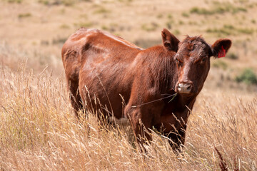 Growing beef cows and cattle grazing on sustainable managed grasses on a farm
