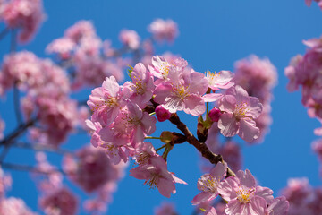青空に映える満開の桜の花　春の訪れを感じる日本の風景　ポスターやカレンダー、季節のデザイン背景、観光プロモーションに最適なナチュラルフォト