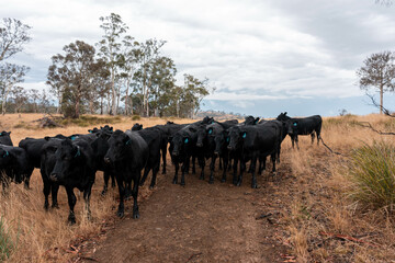 growing beef cows and cattle grazing on sustainable managed grasses on a farm. sustainable beef...