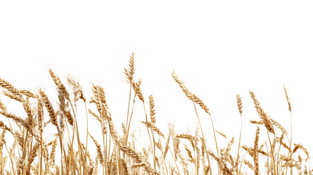 Autumn Harvest: Tranquil Side View of Mature Dry Spikelets in a Rustic Field