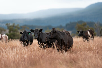 beef cows and cattle grazing on sustainable managed grasses on a farm holding microorganisms...