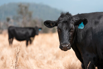 growing beef cows and cattle grazing on sustainable managed grasses on a farm holding...