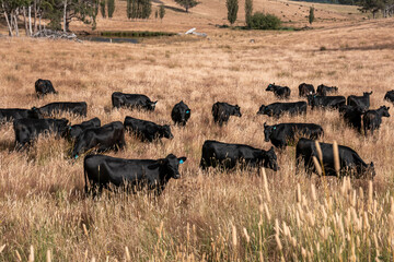 growing beef cows and cattle grazing on sustainable managed grasses on a farm. sustainable beef...