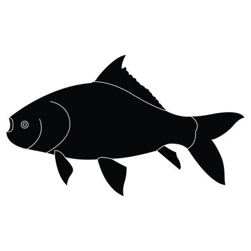 katla fish, vector, silhouette, catla fish natural water asin carf.eps, katla fish, vector, silhouette, catla fish natural water asin carf 