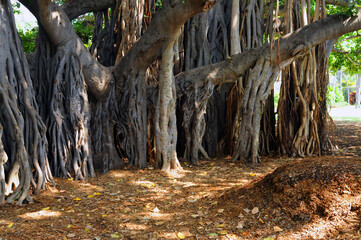 Banyan Tree