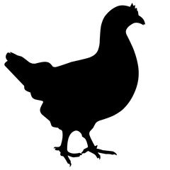 silhouette of a hen