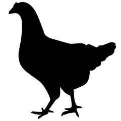 silhouette of hen isolated on white background