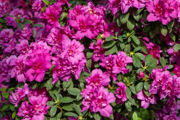 Azalea bud flower. Rhododendron plant in garden. Floral background. Pink purple bush