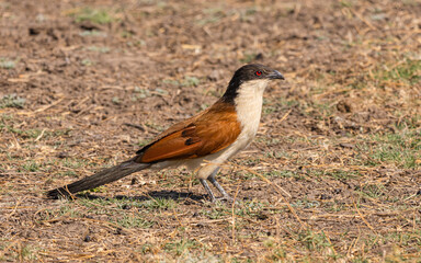 Coppery-tailed coucal (Centropus cupreicaudus) sittting on the floodplain of the Chobe River, Botswana