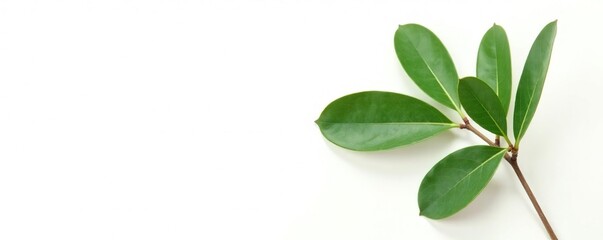 Single eucalyptus leaf in isolation against white, wood, botanical, forest