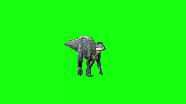 Shantungosaurus Dinosaur Walk Front Angle Green Screen