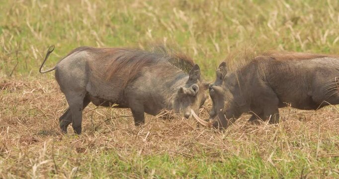 Confrontation between two Warthog (Phacochoerus africanus) on the floodplain of the Okavango, Bwabwata National Park Namibia