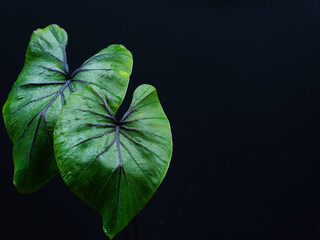 Close-up of Pharaoh Mask and Lemon Lime Gecko Colocasia, an aquatic plant.