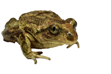 The toad sits quietly. Close-up.