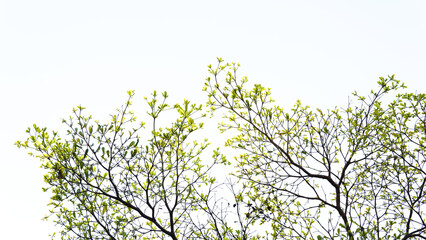 Top branch of Ivory Coast Almond tree spread beautifully against the sky. Leaves texture and bright...