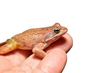 A ground pink toad sits calmly on a person's palm. Side view. Close-up.