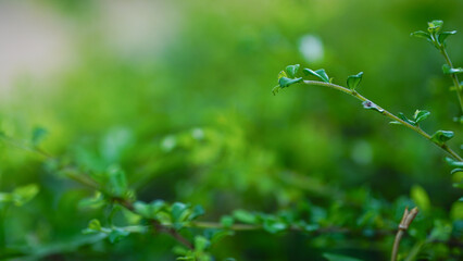 Background image of Hokkien Tea.