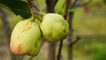 Close-up of an Anna apple. The fruit is not beautiful because it was damaged by insects.