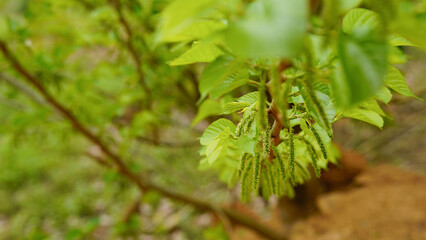Mulberry tree. Green long fruits mulberries on the branch.