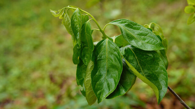 Achachairu exotic tropical fruit, fresh ready to eat.