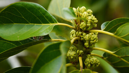Fototapeta premium Close-up of an avocado tree with flowers