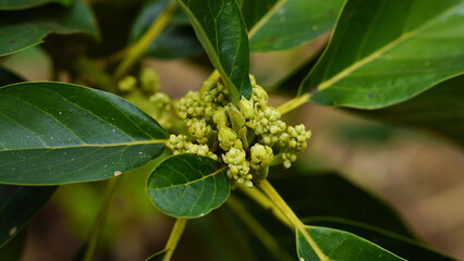Close-up of an avocado tree with flowers