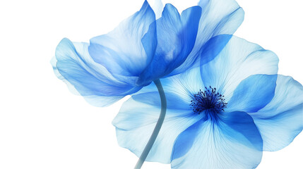 Two blue flowers isolated on white and transparent background