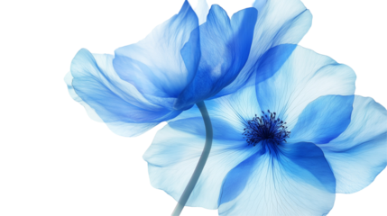 Two blue flowers isolated on white and transparent background