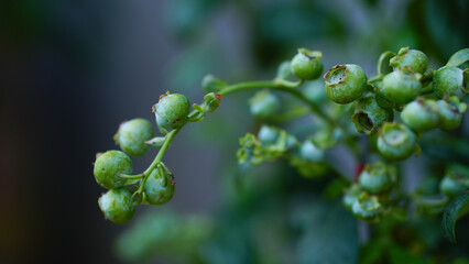 Green blueberry fruits on natural background
