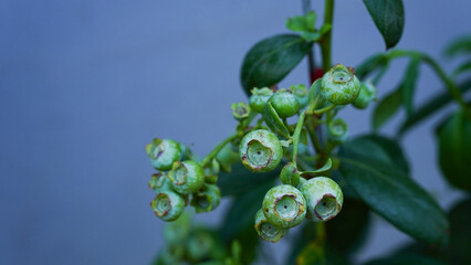 Green blueberry fruits on natural background