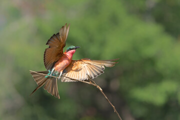 Southern Carmine bee-eater (Merops nubicoides) hunting in Kruger National Park in South Africa