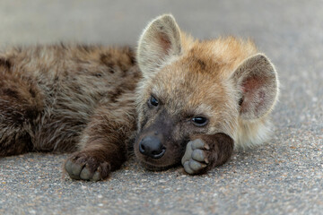 Hyena pup. close encounter with a small curious Spotted Hyena puppy in the Kruger National Park in...