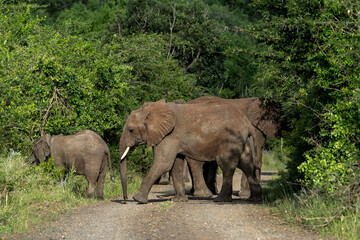 Naklejka premium Elephant herd moving around foor food and water in Hluhluwe National Park in South Africa
