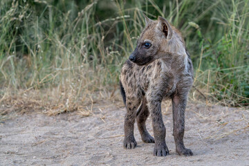 Hyena pup. close encounter with a small curious Spotted Hyena puppy in the Kruger National Park in South Africa