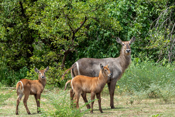 Waterbuck (Kobus ellipsiprymnus). Waterbuck mother and calf searching for protection in the bushes...