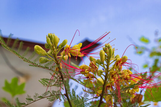 Bird of paradise or Erythrostemon gilliesii or Barba de chivo against blue sky. Desert bird of paradise evergreen flowering shrub with yellow flowers and long crimson stamens. Selective focus