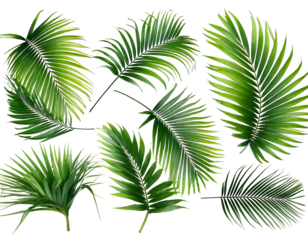Collection of palm leaves in transparent background, natural tropical plant leaves, aesthetic tropical plants suitable for collage design. Created with Generative AI.