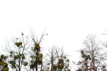 Mistletoe clusters growing on tree branches	
