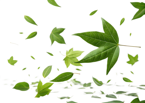 green leaves fly withna gust of wind on white background, PNG.