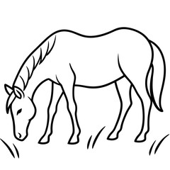 Fototapeta premium Horse grazing in a pasture