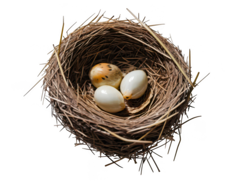 bird nest with eggs  on white background, on transparent background png