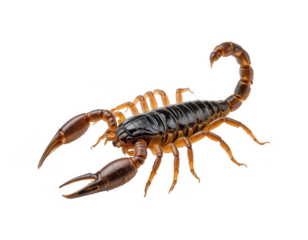 scorpion isolated on transparent background png