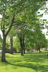 trees in the park