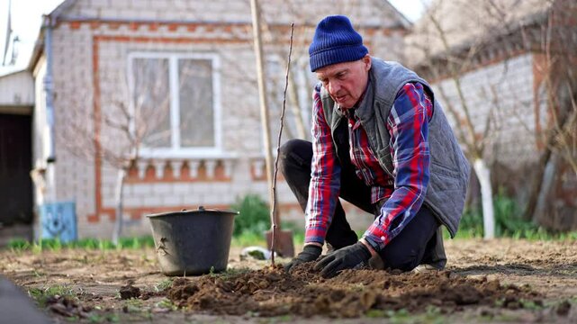 Hard-working male farmer plants a young fruit tree in his garden. Man rakes and tamps the ground with his hands.