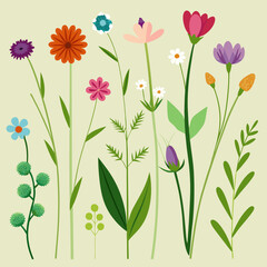 Wildflower and Meadow Flora with Stem Vector Set 