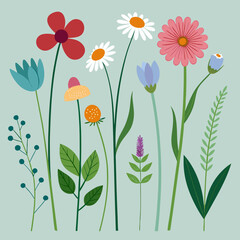 Wildflower and Meadow Flora with Stem Vector Set 