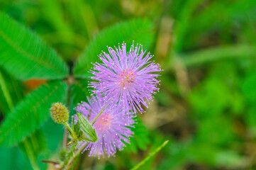 Close up flower of sensitive plant (Mimosa pudica).